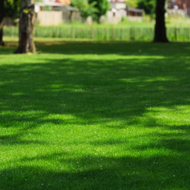 trávové osivo DLF Turfline EasyGreen