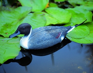 Ubbink plastová dekorácia Káčer Pintail